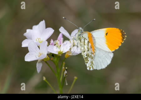 Male orange-tip butterfly (Anthocharis cardamines) nectaring on cuckooflower (also known as lady's smock, Cardamine pratensis) Stock Photo