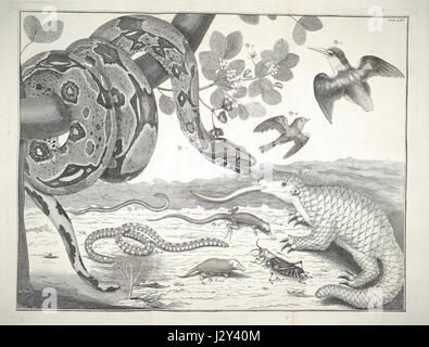 'Albertus Seba's Thesaurus' is a detailed collection of illustrations ...