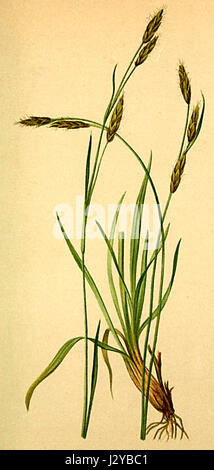 Carex sempervirens Atlas Alpenflora Stock Photo