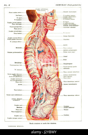 Cerveau-Nerfs-Partant-du refers to a diagram or scientific illustration depicting the brain and nerves in their functional pathways. Likely from a historical anatomical text, this image shows the brain and nervous system's structures in detail. Stock Photo