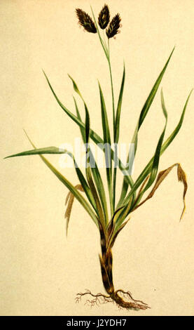 Carex atrata Atlas Alpenflora Stock Photo