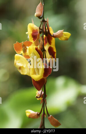 Thunbergia mysorensis in a greenhouse Stock Photo - Alamy