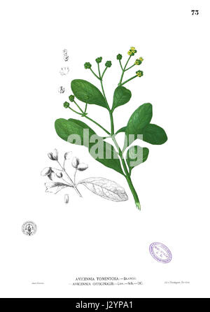 Avicennia officinalis Blanco1.73 Stock Photo