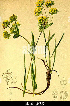 Bupleurum petraeum Atlas Alpenflora Stock Photo