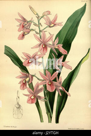 Calanthe rosea (as Limatodis rosea, spelled Limatodes rosea) - Paxton's Flower Garden vol. 3 pl. 81 (1853) Stock Photo