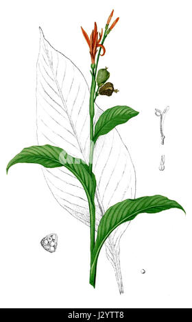Native Arrowroot Canna indica, commonly known as Indian shot, African arrowroot, edible ...