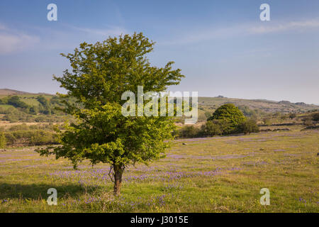 stunning view of tree in meadow filled with bluebells at Emsworthy Mire on Dartmoor national park in Devon, UK on a sunny day with blue sky. Stock Photo