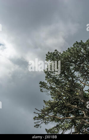 Turbulent cloudy sky seen behind the boughs of a tree. Stock Photo