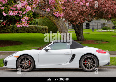 Porsche 911 Cabriolet car and Japanese Cherry blossoms in Spring-Victoria, British Columbia, Canada. Stock Photo