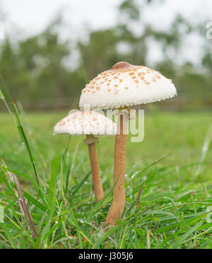 Two 2 wild mushrooms growing in wet green grassy field after rain Stock Photo