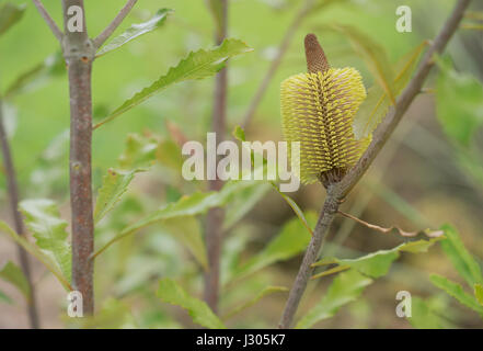 Flower of Banksia serrata Australian native tree growing in autumn Stock Photo