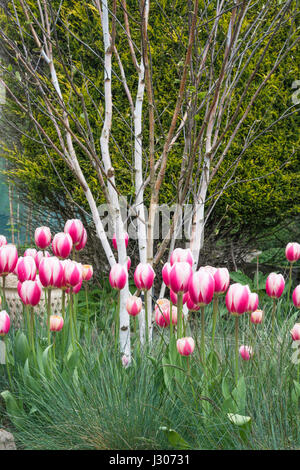 Pink and white tulips growing with Festuca glauca 'Elijah Blue' grass and Betula jacquemontii birch Stock Photo