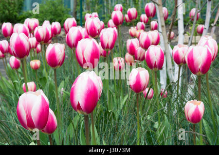 Pink and white tulips growing with Festuca glauca 'Elijah Blue' grass and Betula jacquemontii birch Stock Photo