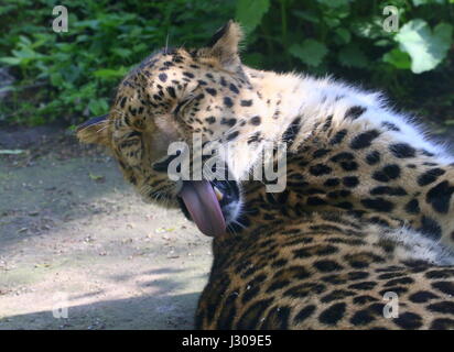 Male Amur or Far Eastern Leopard (Panthera pardus orientalis) cleaning his fur. Stock Photo
