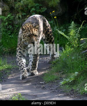 Amur or Far Eastern Leopard (Panthera pardus orientalis) on the prowl. Found in eastern Siberia and NE China and critically endangered in the wild. Stock Photo