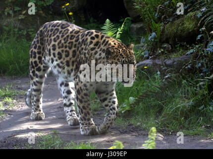 Amur or Far Eastern Leopard (Panthera pardus orientalis) on the prowl. Found in eastern Siberia and NE China and critically endangered in the wild. Stock Photo