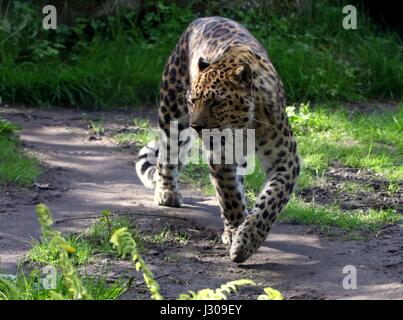 Amur or Far Eastern Leopard (Panthera pardus orientalis) on the prowl. Found in eastern Siberia and NE China and critically endangered in the wild. Stock Photo