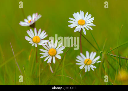Garden Daises Bellis perennis in grazing meadow Stock Photo