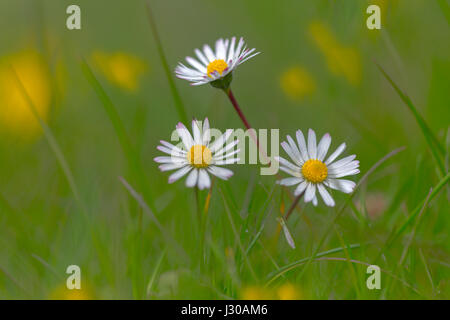 Garden Daises Bellis perennis in grazing meadow Stock Photo