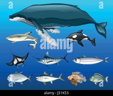 Different types of sea animals illustration Stock Vector
