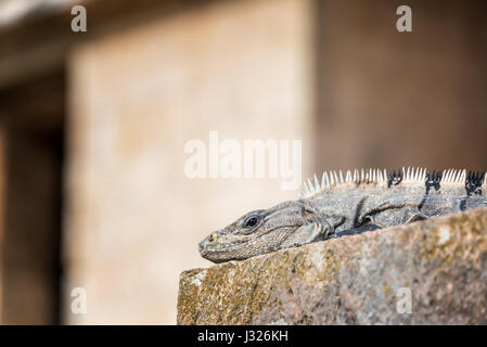 Black spiny tailed Iguana on the ancient Mayan ruins in Uxmal, Mexico Stock Photo