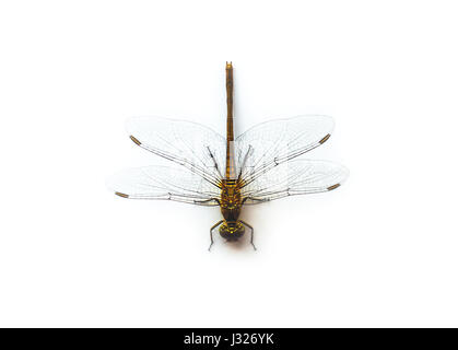 Dragonfly (Red-veined Darter) Stock Photo