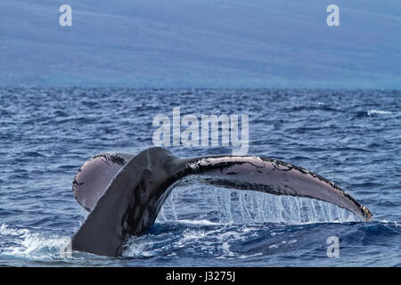 Humpback whale with tail coming up to the surface on Maui near Lahaina. Stock Photo
