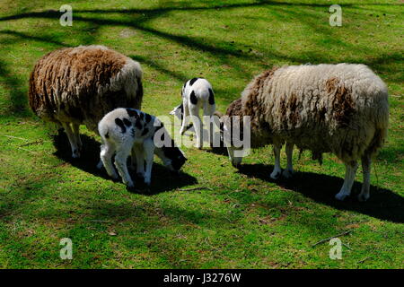 Sheep with lamb Stock Photo