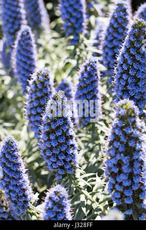 Pride Of Madeira - Echium candicans. Stock Photo