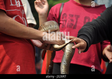 Jakarta, Indonesia - April 30, 2017: People touching the python snake in Car Free Day event, Jakarta - Indonesia Stock Photo
