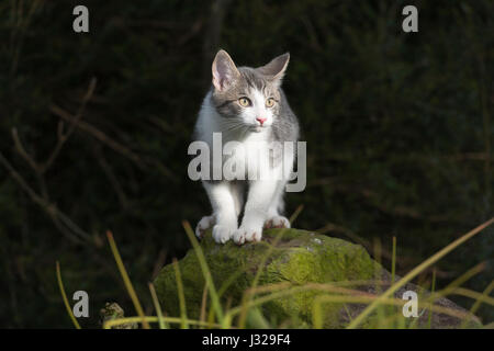 A Grey and White Kitten Standing on a Moss Covered Stone, Watching Something Out of Sight with Intense Concentration Stock Photo