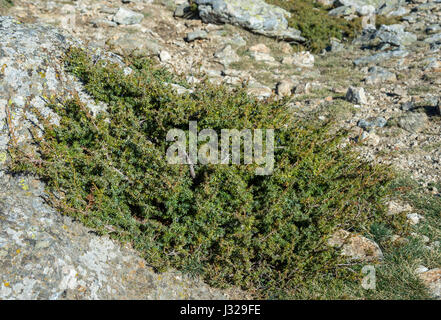 Common Juniper, Juniperus communis subsp. alpina. Photo taken between the Pico del Nevero (Snowfield Peak; 2.209 metres) and Navafria Mountain Pass Stock Photo
