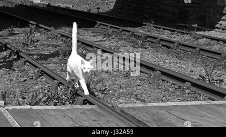 A White Cat Walking On A Railway Track With Upright Tail Stock Photo