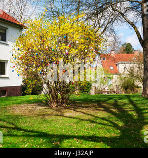 Easter eggs hanging on forsythia tree outdoors, spring decoration and holiday symbol Stock Photo