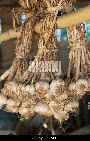 Hanging garlic on drying rack Stock Photo