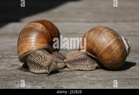 two snails on wood Stock Photo