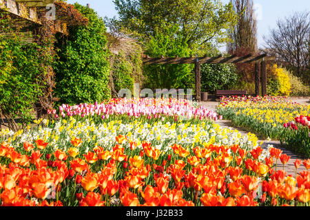 Spring garden with tulip and daffodil flowers in sunny day. Springtime landscape background Stock Photo