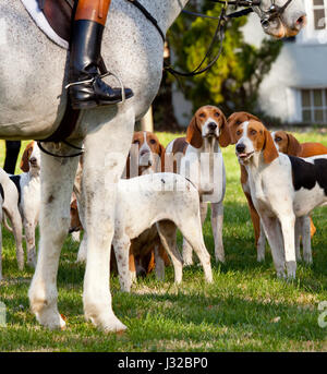 Fox hunting - Fox Hounds and huntsman at a traditional fox hunt Stock Photo