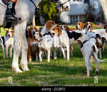 Fox hunting UK - traditional sport - fox hounds and horse rider detail Stock Photo