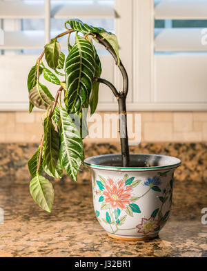 Drooping house plant in kitchen - shame, melancholy or depression concept Stock Photo