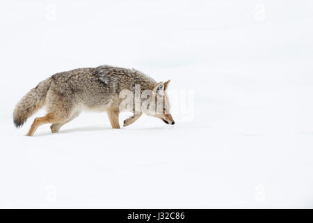 Coyote / Kojote ( Canis latrans ), in winter, walking through deep snow, with its nose on the ground, hunting, scenting for prey, Yellowstone NP, USA. Stock Photo