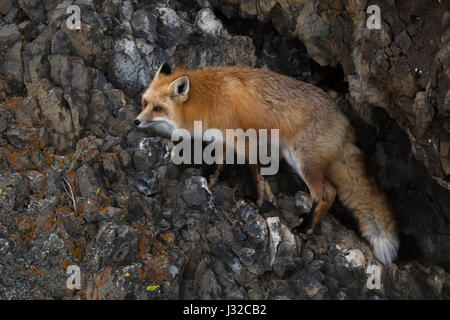 American Red Fox / Amerikanischer Rotfuchs ( Vulpes vulpes fulva ) in winter, climbing through a steep rock face, Yellowstone NP, Wyoming,USA. Stock Photo