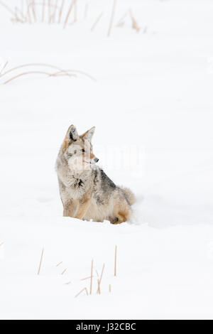 Coyote / Kojote ( Canis latrans ), adult in winter, sitting in deep snow, watching aside attentive, with pointed ears, Yellowstone NP, Wyoming, USA. Stock Photo