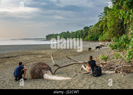 Unidentified tourists admire tapir entering the forest in Corcovado Stock Photo