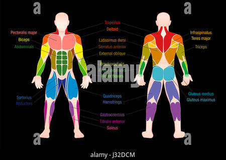 Muscle chart with most important muscles of the human body - colored anterior and posterior view - labeled illustration on black background. Stock Photo