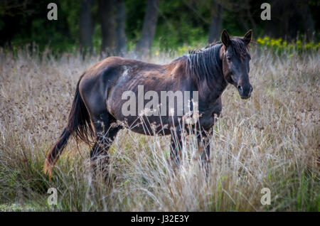 Letea forest, Tulcea county, Romania. Wild horses in Danube Delta. Natural reservation of Letea. Stock Photo