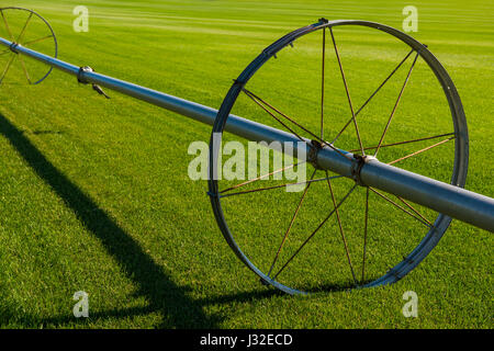 wheel irrigation line system oregon central field alfalfa alamy