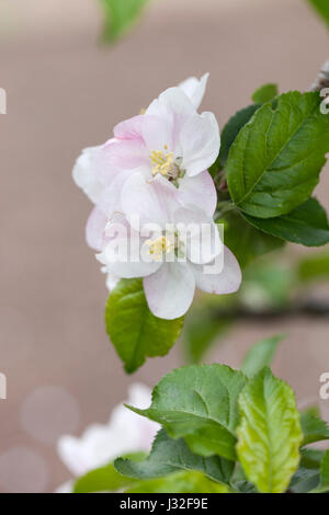 Malus domestica 'Court of Wick' English apple blossom flowering in spring, England, UK Stock Photo