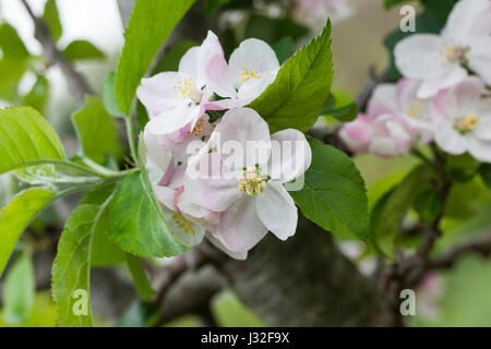 Malus domestica 'Court of Wick' English apple blossom close up, England, UK Stock Photo