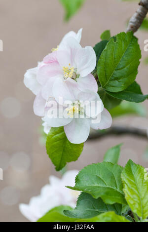 Malus domestica 'Court of Wick' English apple blossom flowering in a spring garden in the UK Stock Photo